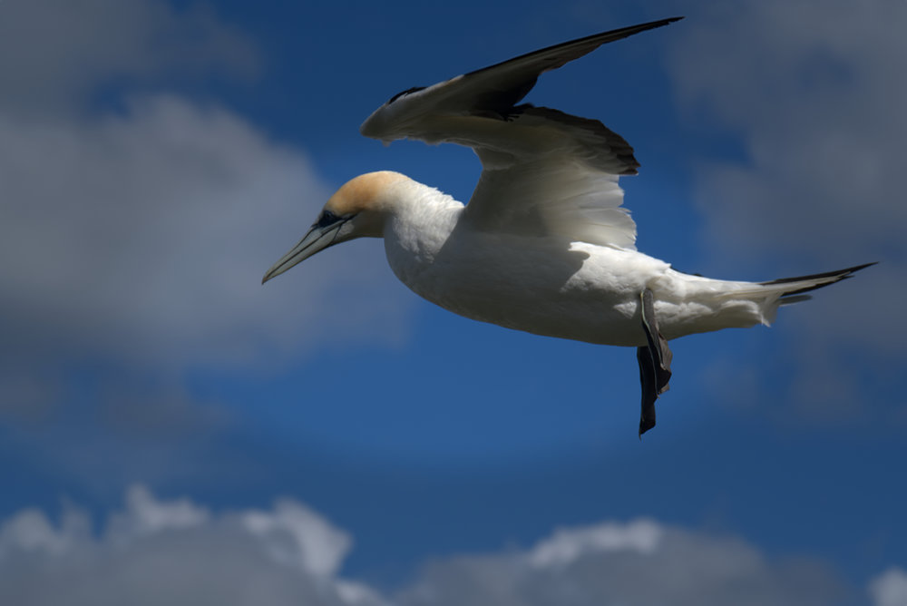 A beak designed to catch fish